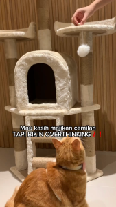 Catto Snack Treats Makanan Kucing Dewasa Plus Creamies - Trial Pack Bundle 1 pcs x 4 variant