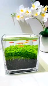 เมล็ด ไม้น้ํา ตู้ปลา มี 6 ชนิด 5 กรัม/ซอง ไม้น้ำ seeds เมล็ดพันธ์ุไม้น้ำ พร้อมปลูกพืชไม่ต้องใช้co2