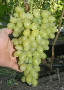 bibit anggur import transfiguration unggul