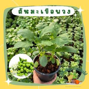 ต้นมะเขือพวง ถุงดำ/กระถาง6นิ้ว ผักสวนครัว ต้นละ 49 บาท ส่งพร้อมกระถาง ผักสวนครัวปลูกง่าย ผักสวนครัวพร้อมปลูก ผักออแกนิก