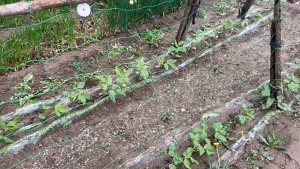 Plant climbing vine net green gardening square cucumber hanging gourd climbing net