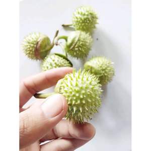 Buah kecubung wulung / Kecubung wulung per 1pcs