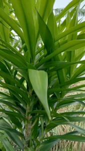 Daun Suji Segar Isi 50 Lembar – Pewarna Alami Makanan & Herbal Tradisional Kaya Manfaat