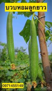 เมล็ดบวบหอมยาว บรรจุ30-40เมล็ดกินก็อร่อย บวบหอมลูกยาว
