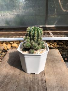 แคคตัสอิชินอปซิส (Echinopsis) ผิวมันวาวสีเขียวมรกต ออกลูกดกมาก ๆ กว้าง 7-8 cm อายุ 1-2 ปี