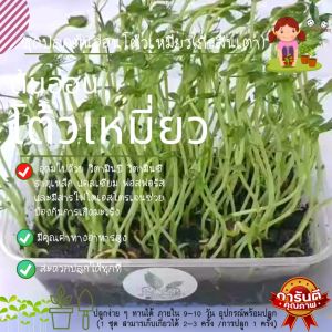 ชุดปลูกต้นอ่อนโต้วเหมี่ยว ถั่วลันเตา ชุดเพาะ ชุดปลูกผัก Microgreen Kit ชุดการเรียนรู้ ชุดปลูกผัก อุปกรณ์พร้อมปลูก ไมโครกรีน ผักจิ๋ว ต้นอ่อน