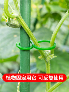 Maximizing Your Garden: Greenhouse Vine Support & Plant Ties