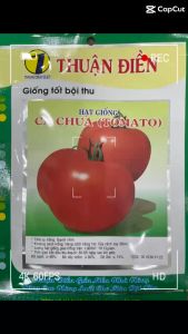 Hạt giống Cà Chua cherry đỏ hàng công ty Thuận Điền