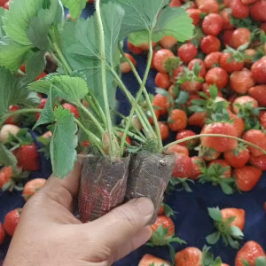 10 pohon benih bibit strawberry best seller