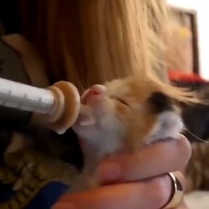 สมุทปราการ ชุด 3 จุกป้อนนมสัตว์เลี้ยง เกิดแรก ไซริงค์+จุกนม จุกนมกระรอก, ซิลิโคนนิ่ม