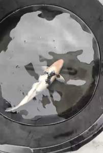 Genuine Japan Koi Bekko 55cm from Marusei Farm