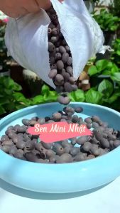 Hạt giống Hoa sen mini Nhật nhiều màu/gói 8 hạt-tặng kèm gói kích mầm