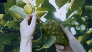 [EXP 2027] CELIMAX The Real Noni Energy Ampoule Calming + Radiance 30ML/50ML V2