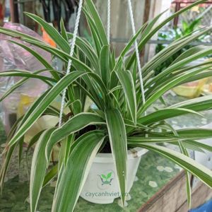 Cây lan chi (mua từ 5 cây trở lên tặng thêm 1 cây)