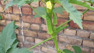 HYBRID OKRA SEEDS /SMOOTH GREEN VARIETY (40pcs seeds) EASY TO GROW/MORE PROFIT/HIGH YIELD