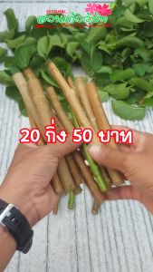 กิ่งเพรมน่าตัดสด 1 ชุด 20 กิ่ง ราคาถูก สำหรับปักชำบอนไซ