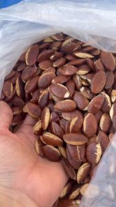 หมากกระบกคั่ว คั่วใหม่ๆพร้อมทาน สดๆ ของพื้นบ้าน พร้อมส่ง