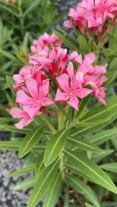 ยี่โถ ดอกสีชมพู สีครีม สีชมพูอ่อน และสีขาว ออกดอกสวยทั้งปี Oleander Sweet Oleander