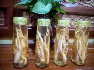 paket komplit ginseng merah korea fres