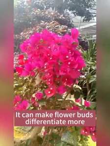 [no flowers] bougainvillea fertilizer 450ml grow more foliar fertilizer Solve problems root rot