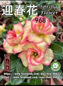 Adenium Obesum Bonsai ID 968 Spring Flower 迎春花 富贵花