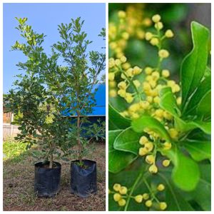 ต้นประยงค์ ไซส์ใหญ่ ไม้มงคล เรียกทรัพย์ เสริมความมั่นคงในหน้าที่การงานการเงิน ขนาด 80-90 เซนติเมตร