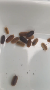 (Beginner Friendly Fast Shipping) Cubaris Murina Trio colour Buy 10 Free 5
