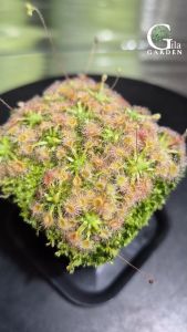 Omissa x Pulchella Pink Flower (1 Plant) [Pygmy Sundew Drosera][Carnivorous Plants][GILAGARDEN]