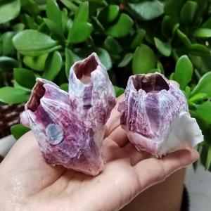 Natural Aquarium Decoration Items