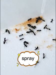 No Insects Within 100M: Powerful Pest Spray Killer & Safe Rat Repellent