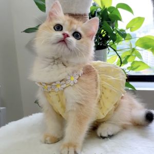 Cat Clothes Summer Thin Anti-Lint Kittens Princess Style Skirt Muppet Blue Cat Gold Gradually Layer Puppy Clothes