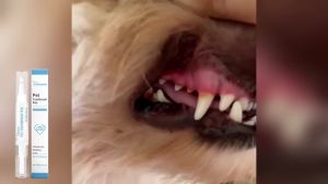 YEGBONG | Oral Cleaning Gel Pen For Dogs And Cats Lasting Fresh Breath Remove Dental Stain Reduce Tartar Plaque Pets Tooth Whiten-ing Pens