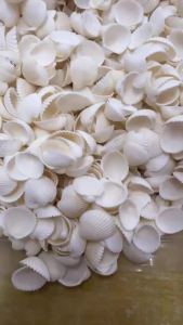 100 Chiếc Tự Nhiên Nhỏ Nhỏ Vỏ Sò Biển 30G Trắng Snowbell Vỏ Sò Cho Đồ Trang Trí Làm Đồ Trang Sức Trang Trí Nhà Bình Hoa Chất Độn
