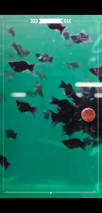 🖤 Super Black Balloon Lyretail Molly – Premium Fancy Molly Fish
