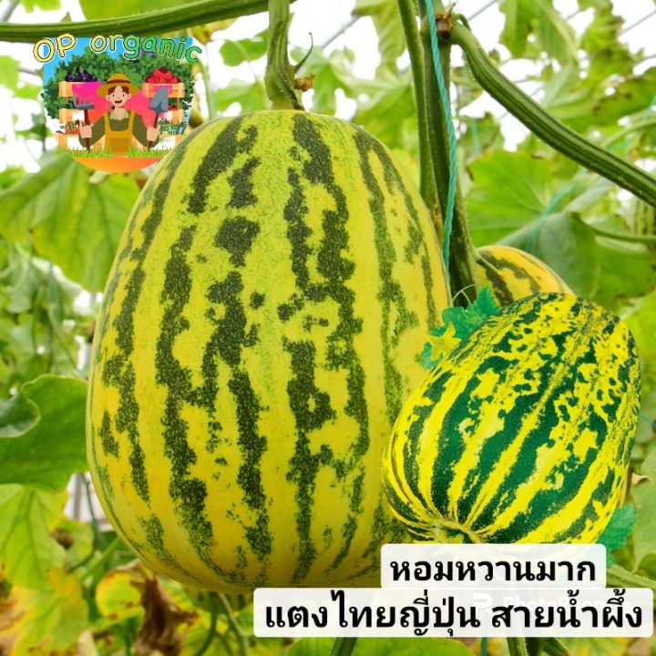 เมล็ดพันธุ์แตงไทยญี่ปุ่น สายน้ำผึ้ง หอมหวาน
