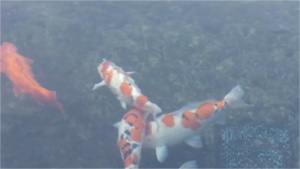Aquamaster Koi Food Growth 20kg