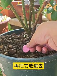 22Pcs/Bottle Gardening universal Slow release fertilizer tablets for plants of Growth vitamins