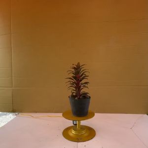 Cây Phát Tài Kim Tiền - Phát Tài Đỏ Mini - Cây Cảnh Phong Thủy Văn Phòng