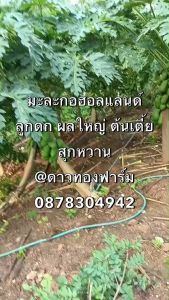 เมล็ดพันธุ์ มะละกอฮอลแลนด์ ขนาด 50 กรัม (โปรโมชั่น)