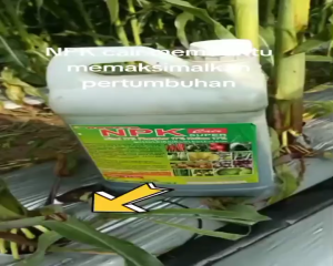 Pupuk Tanaman Padi NPK Cair Super 17 Perangsang Buah Akar Daun dan Batang Pupuk Tanaman Cabe Tomat Semangka Gandasil Pak Tani