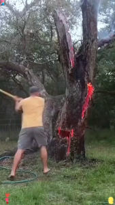 1000% rotten roots tree killer racun pokok paling kuat The roots rotted in 1 day No damage to soil racun rumput paling kuat cepat mati racun pokok kayu besar 100% effective root killing Hexazinone herbicide racun rumput mati akar weed killer 除草剂 灭树粉 杀竹子