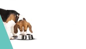 ( 12 ซอง ) Gut Booster by Sun Wonder ( 12 ซอง ) โพรไบโอติกสำหรับน้องหมา ปรับสมดุลลำใส้ แก้ ท้องอืด ท้องเสีย อาเจียร