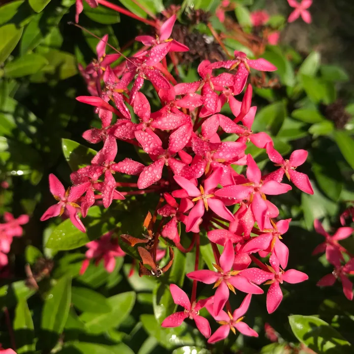 (1%20ch%E1%BA%ADu)%20c%C3%A2y%20b%C3%B4ng%20trang%20t%C3%ADm%20sen%20Th%C3%A1i%20(hoa%20m%E1%BA%ABu%20%C4%91%C6%A1n)%20-%20l%C3%A1%20nh%E1%BB%8F%20-%20Image%202