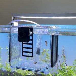 Aquatic BSFH Acrylic Quarantine Isolation Box（碧水风和鱼缸隔离盒孵化盒）