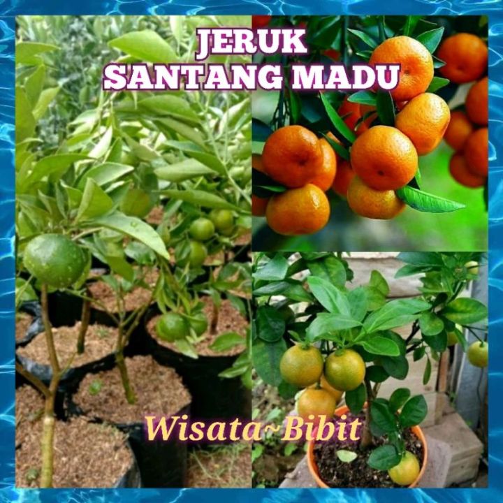 Bibit Jeruk Santang Madu [ Sudah Berbuah ] Lazada Indonesia