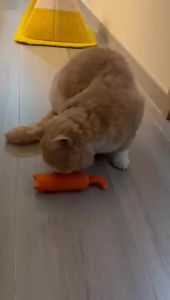 Interactive Cute Cat Toy Funny Plush Mini Teeth Grinding Catnip Squeaky Chewing Toy for Kittens Pet Accessories