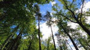 Narra Seeds Hard Trees forestry