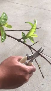 Gunting Berkebun Pemotong Dahan Daun Pohon / Gunting Bonsai Ranting Mangga Durian Anggur Bunga Tanaman