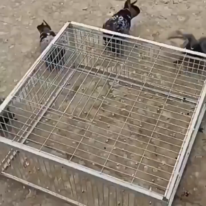 Pigeon Trap door pigeon Pigeon Trap Kulungan ng kalapati (4 door ) Fully automatic Bird Trap Pigeon