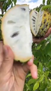 Bibit Biriba / Srikaya Nanas